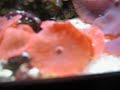 flatworm exit