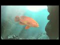classic game room hd reviews my aquarium for the nintendo wii video game console. this review of wiiware has gameplay and footage of my aquarium, called blue ocean in japan. see the fish list and learn about unlockable fish and items. how do you unlock fish in my aquarium, what are the conditions to be met to unlock fish in my aquarium? this are questions you'll have to learn by playing this game. my aquarium from hudson was released in 2008 and is a virtual aquarium fish tank. released on ...