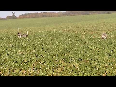 Nandus - Mecklenburg-Vorpommern - Herbst 2017 - Teil 1