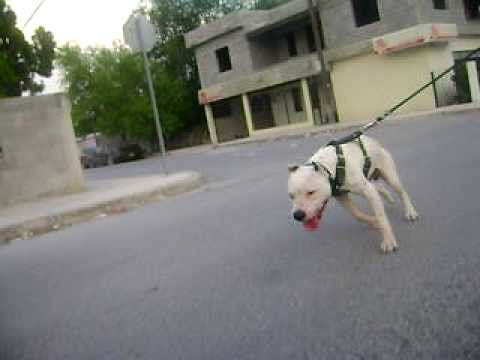 pelea perros