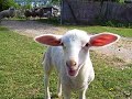 Ein Schaf wie Du und ich, Tokio Hotel Bilderberg Sheepworld