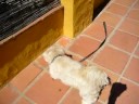 Rufo Vs Saltamontes xD