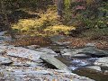 MorganRun w/Mandolin-AshGrove MorganRun w/Mandolin-AshGrove