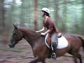Thoroughbred jumping fallen tree in forest Thoroughbred jumping fallen tree in forest