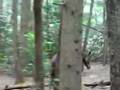 Thoroughbred jumping fallen tree in forest
