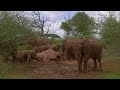 Red Elephants