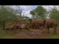 Red Elephants