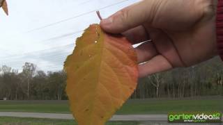 #1413 Herbstfärbung der Prunus serrulata Kanzan 