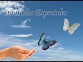 Liberación de Mariposas por la Paz de El Salvador - Invitados Especiales