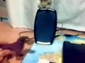 perro doberman mata a un oso . extrangulacion total