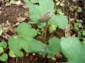 Carapi� ( Dorstenia Brasiliensis )  - A erva dos Sonhos