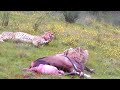 Cheetahs Eating a Blesbok