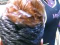 Essential Designs Hair Studio December 12th Cut & Styling Class