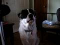 videos de Bear the Punk! My Puppy Dog.