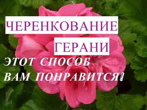 Как Подарить Герани Жизнь. Герань Уход и Размножение. Черенкование Герани.