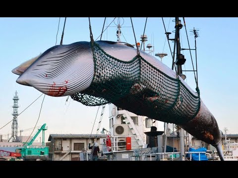 Japan: Austritt aus Komission - Walfangflotten wollen ...