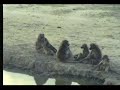 Baboons