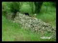 Видеоновость Невероятная дружба кота и совы
