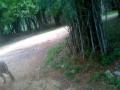 White Tiger guarding exit at Bannergatta National Park, Bangalore