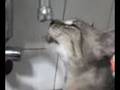 Gata bebendo água na torneira