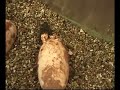 I vagiti del coccodrillo