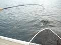 44 inch fall Musky