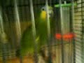 Chantays Parrot!
