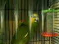 Chantays Parrot!