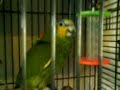 Chantays Parrot!