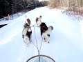 January 4, 2006 - Malamute in Training
