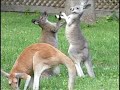 Kangaroo and Wallaby at Play