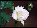 g�lay ellerini �ekip benden