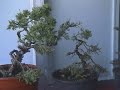 ITIS Pozzuoli - Laboratorio di bonsai - a.s. 1998-1999