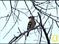 African Hoopoe