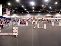 Papillon Agility JWW