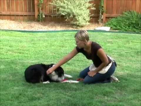 how to train dog to roll over