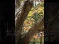 Autumn Valley????????? Autumn Valley?????????