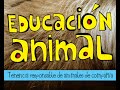 Educacion animal - DJ PULP