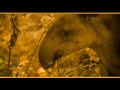 endangeredthreatened-wildlife-video-how-soon-is-now.html