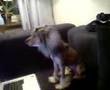 Chinese Crested video