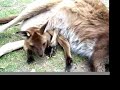 Animaux Australiens Animaux Australiens