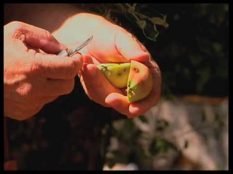 how to fertilize lilac trees