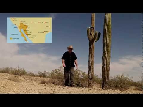 how to transplant saguaro cactus