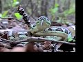 Darwin Carpet Python Darwin Carpet Python
