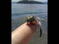 videos de Video1proyecto.wmv