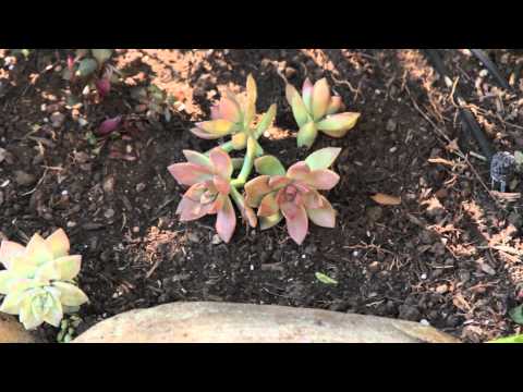 how to replant succulent clippings