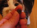 How to Give a Cat a Pill the Very Easy Way
