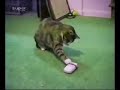Bromas de animales. www.anipedia.net 17