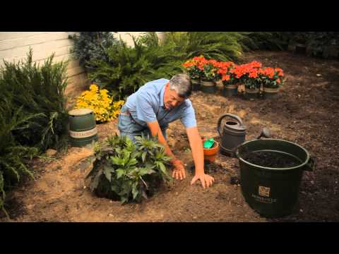 how to replant a hibiscus