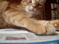 krazy kitten krazy kitten